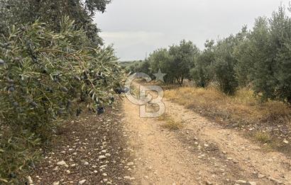 🌟 SALİHLİ DONBAYLI’DA 43.500 m² – 1.043 AĞAÇLI & YILLIK 25 TON VERİMLİ ZEYTİNLİK