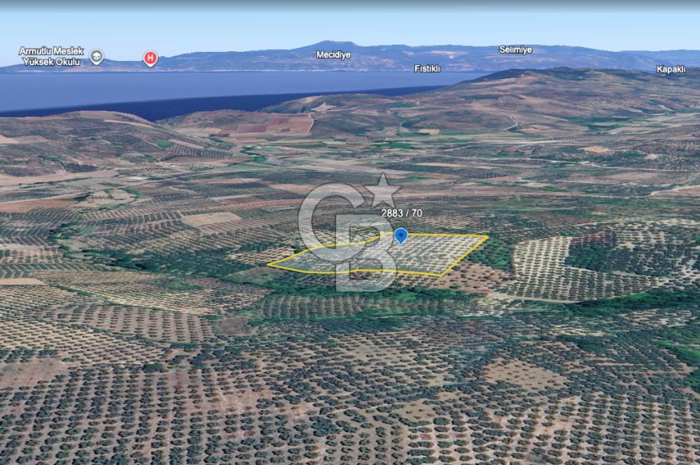Mudanya Yaliçiftlik'te Bakımlı Zeytinlik