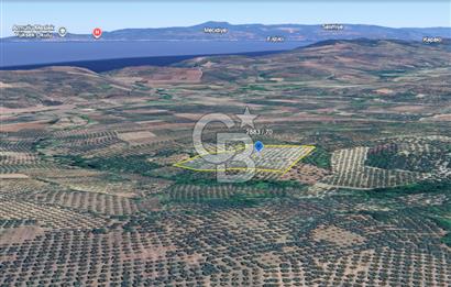 Mudanya Yaliçiftlik'te Bakımlı Zeytinlik