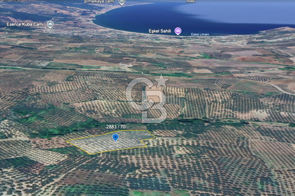 Mudanya Yaliçiftlik'te Bakımlı Zeytinlik