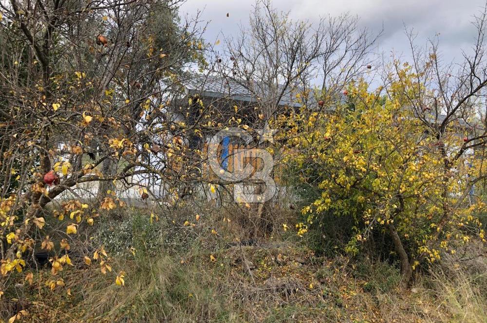 KEMALPAŞA VİŞNELİ'DE NUMARATAJLI BETONARME EV VE ZEYTİNLİK