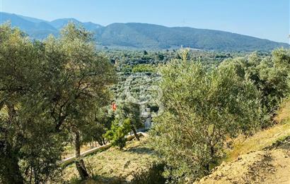 KEMALPAŞA YEŞİLKÖY2DE PREFABRİK EVLİ ZEYTİNLİK
