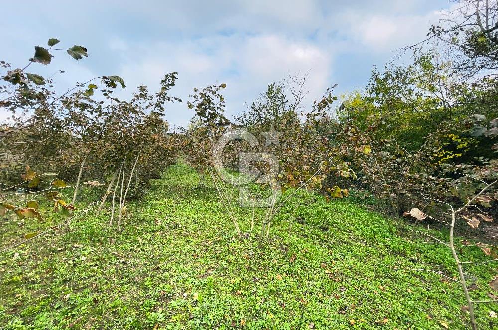 İZMİT KOZLUCA'DA SATILIK 1181 M² TARLA (402 M² KÖY İÇİ İMAR)