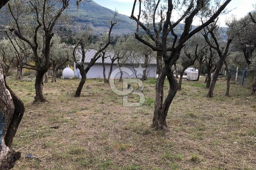 KEMALPAŞA VİŞNELİ'DE NUMARATAJLI BETONARME EV VE ZEYTİNLİK