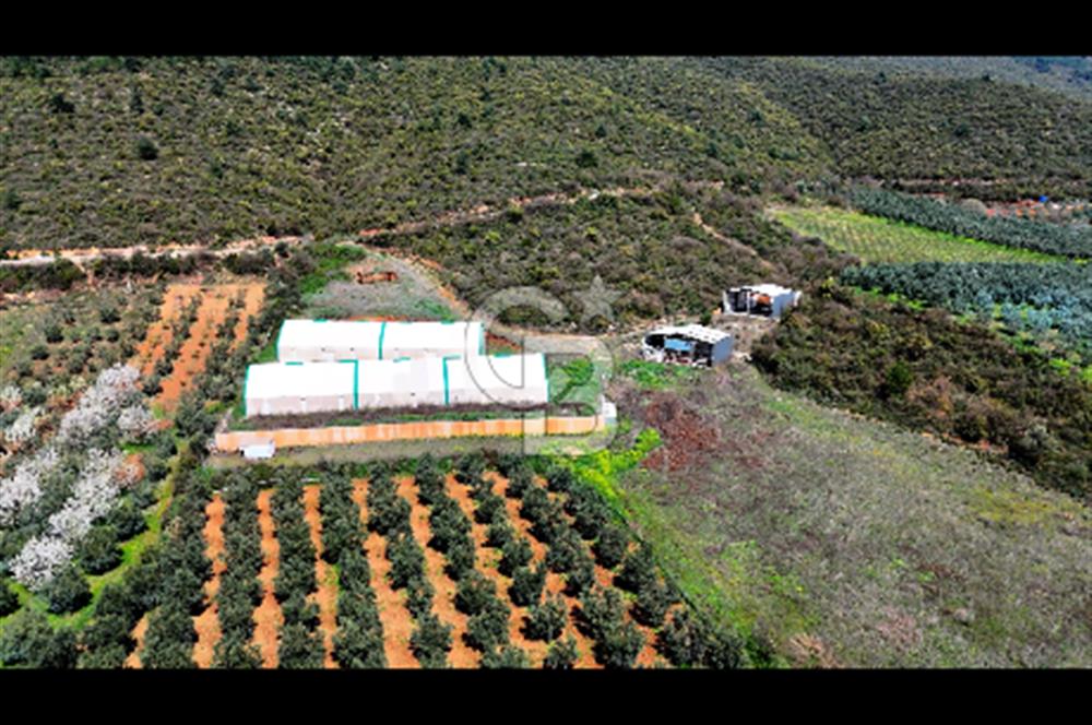 İznik Çiçek'lide Yatırıma Hazır 6.333 m² Tam Donanımlı Çiftlik