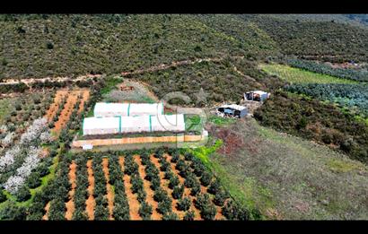 İznik Çiçek'lide Yatırıma Hazır 6.333 m² Tam Donanımlı Çiftlik