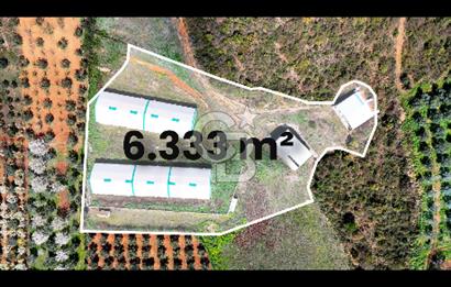 İznik Çiçek'lide Yatırıma Hazır 6.333 m² Tam Donanımlı Çiftlik
