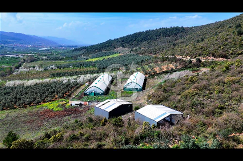 İznik Çiçek'lide Yatırıma Hazır 6.333 m² Tam Donanımlı Çiftlik