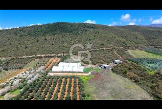 İznik Çiçek'lide Yatırıma Hazır 6.333 m² Tam Donanımlı Çiftlik - 1 - 379544