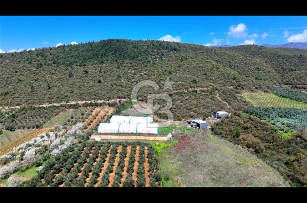 İznik Çiçek'lide Yatırıma Hazır 6.333 m² Tam Donanımlı Çiftlik