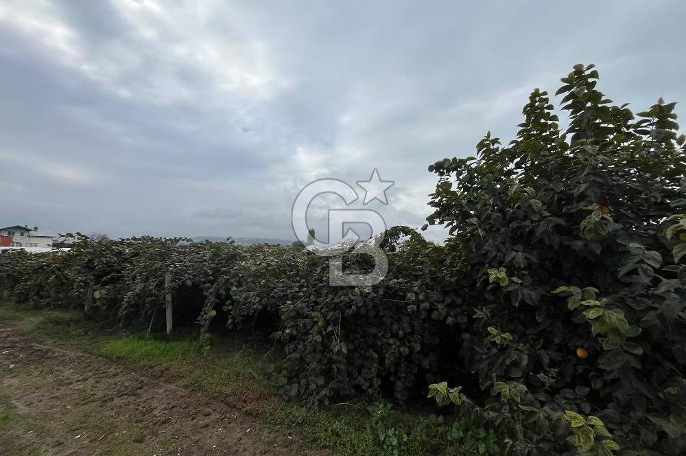 ALTINOVA GELİŞİM BÖLGESİNDE İMARLI 3878 M² ARSA