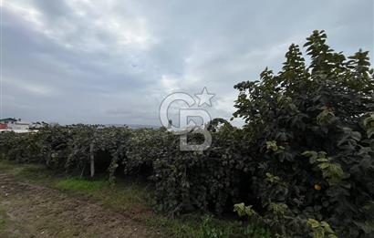 ALTINOVA GELİŞİM BÖLGESİNDE İMARLI 3878 M² ARSA