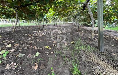 ALTINOVA GELİŞİM BÖLGESİNDE İMARLI 3878 M² ARSA